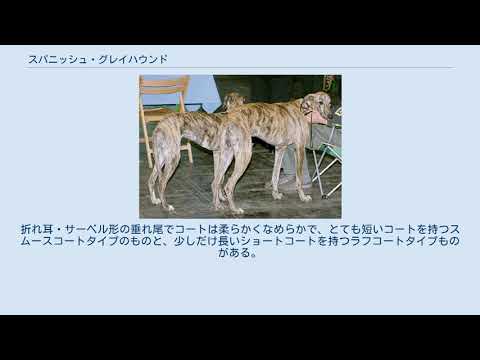 スパニッシュ・グレーハウンド