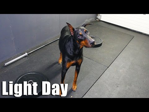 Doberman Deadlifts? Squats & Bench Press Light Day | Texas Method