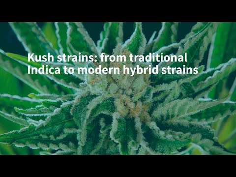 Colonial Kush Strain