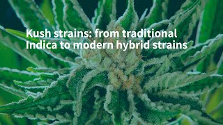 Kush strains: from traditional Indica to modern hybrid strains