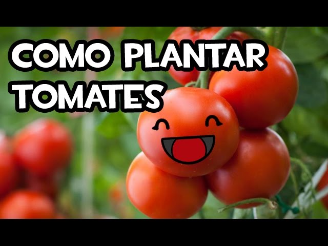 Cómo Plantar Tomates en tu Huerto Orgánico