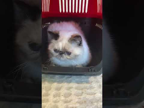 #exoticshorthair #tortiepoint #colorpoint