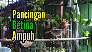 Download lagu PRENJAK BETINA Gacor Istimewa Suara Jernih Menggoda Prenjak Jantan Pancingan Ampuh. mp3