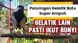 Download lagu Pancingan Burung Gelatik Batu Super Ampuh , Gelatik lain pasti nyaut mp3