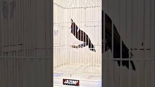 Download lagu cililin gacor panjang #masterancililin #masterancililingacor #masteranjernih #masteranburung mp3