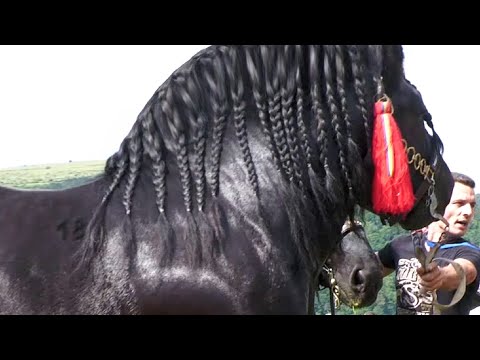 Parada cailor Gilău-Cluj 10 Iunie 2023