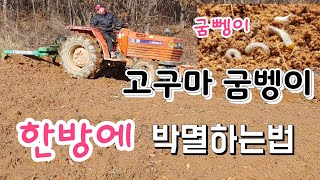 고구마 굼벵이 한방에 박멸 하는법 추운 겨울에 해야 짱