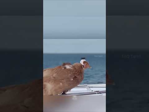 ₹5 லட்சம் Gimbal-க்கும் மேல் Stable! 😳🐔 | Chicken Head Secret #faqtamil