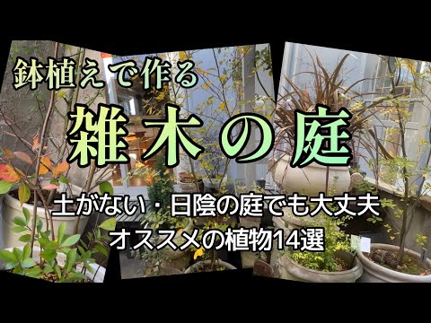 小低木のバラ 'Bad Wörishofen 2005' 植物