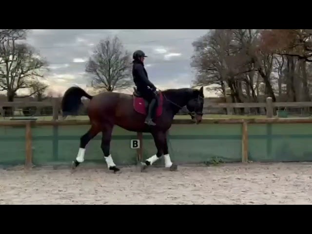 Hongre 5 ans x Furstenball polyvalent