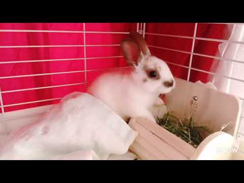 蝶ウサギまたはイングリッシュスポット