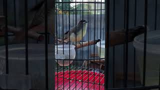 Download lagu Suara Prenjak Daun Ciak Ciak Cocok Untuk Pancingan Kecial Kuning mp3