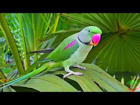 Alexander Parrot Talking Natural Sounds