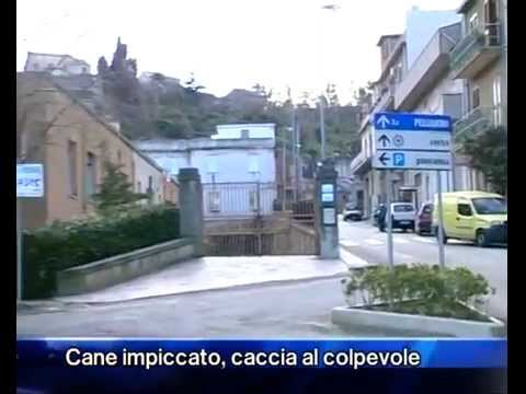 Monforte San Giorgio - Cane impiccato, caccia al colpevole