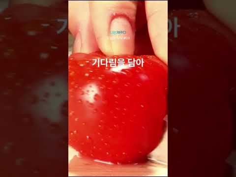 제주 방울토마토