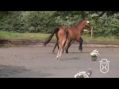 Holsteiner Stutfohlen v. Cascadello I - Newton