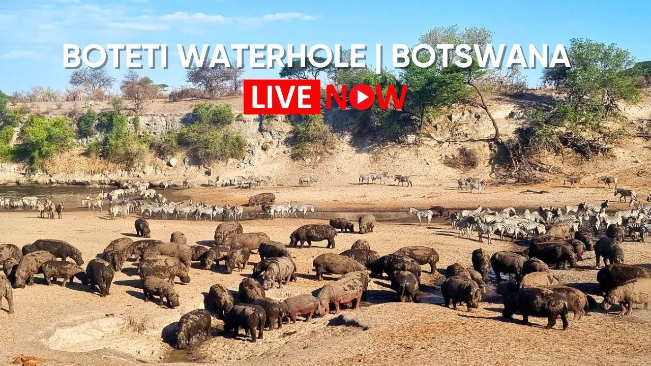 Live webcam view of Cámara safari del abrevadero de Camelthorn