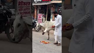 Download lagu Cow is missing a leg #cow #mothercow #youtubeshorts mp3 Download lagu Cow is missing a leg #cow #mothercow #youtubeshorts mp3