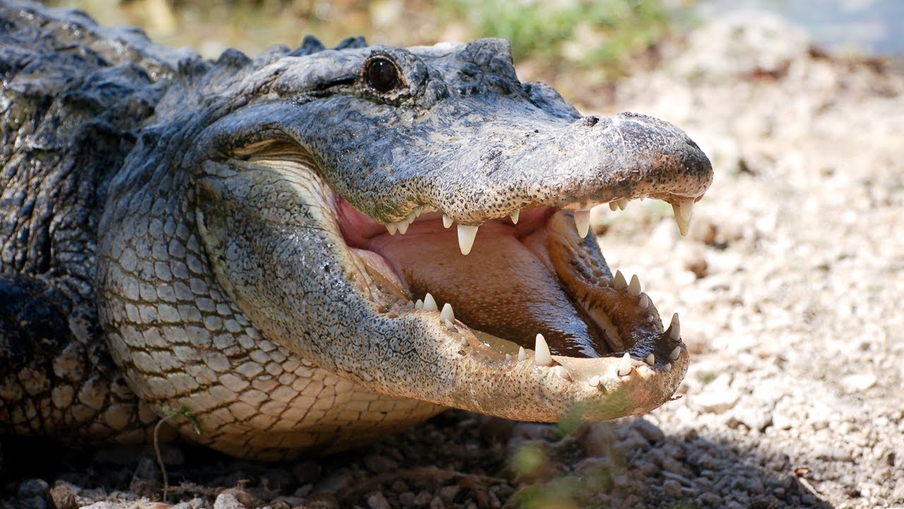 Alligator protects dead Python 03, Time Lapse Speed x1