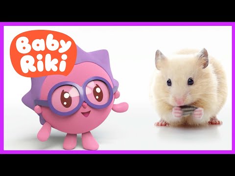 Desene Copii | Învață animalele cu Babyriki în română