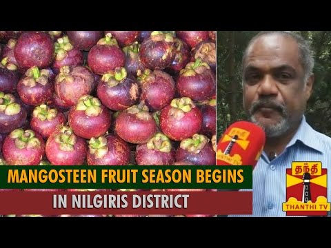 download lagu mp3 mp4 Mangosteen Fruit Season, download lagu Mangosteen Fruit Season gratis, unduh video klip Mangosteen Fruit Season