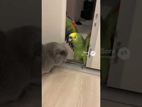 Кот и попугай №46🦜#shorts #viral