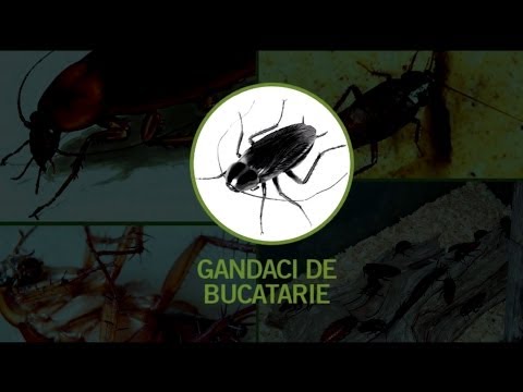 ce tablete pot elimina paraziții din organism helminthopsis dig