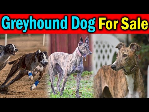 Greyhound Female Shikri Dog For Sale | Female Greyhound Dog | Zeeshan Pets Lover