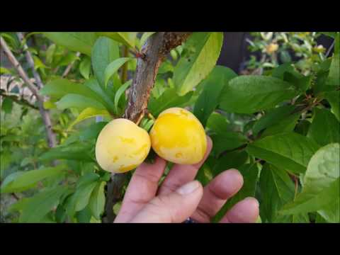 download lagu mp3 mp4 Dessert Plum Varieties, download lagu Dessert Plum Varieties gratis, unduh video klip Dessert Plum Varieties