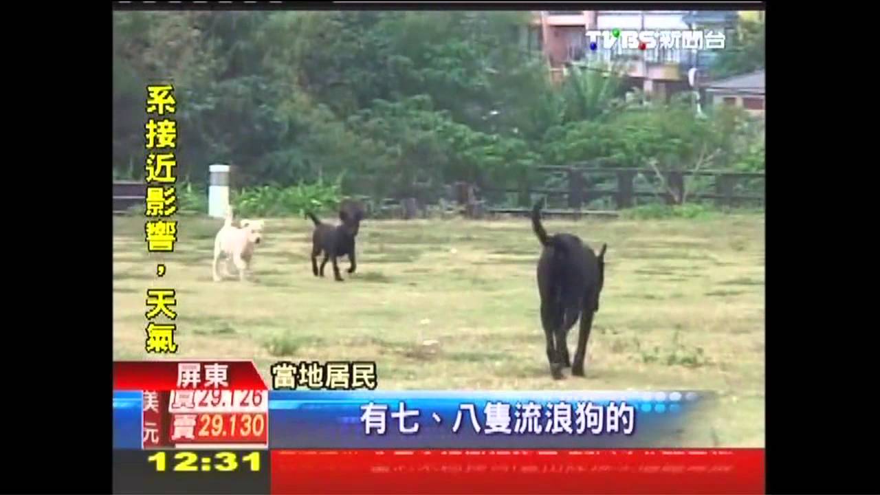 遊墾丁防狗咬！棄犬上百隻　7遊客受害