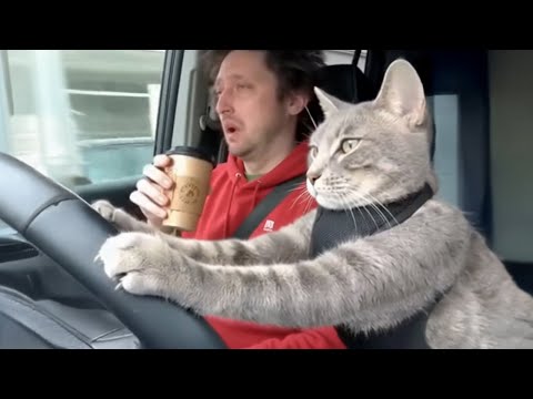 When God Sends You the Funniest 200IQ Cat on Earth 😂Funny Cat Videos 2026