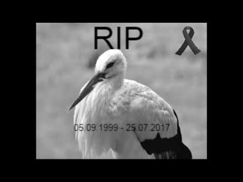 TUTAJTEN - JAK PRZYWITAC BOCIANA (DISS)