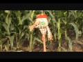 Wizard Of Oz Spoof