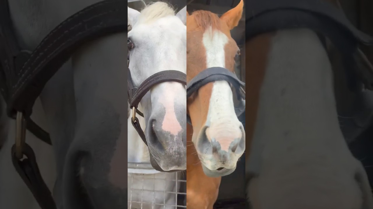 『Soul's Tryst.🦋⚖️』 #アロースタッド #ラニ #カリフォルニアクローム #californiachrome #lani #pulpit #horseracing #horse