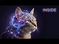 The Psychology Of Cats University Lecture With Dr Bowen