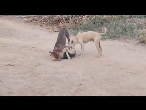 REAL GIANT TURKISH KANGAL DOGS - VERY AGRESSIVE