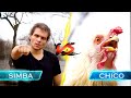 Creative Cardio Workout | Chicken Chasing