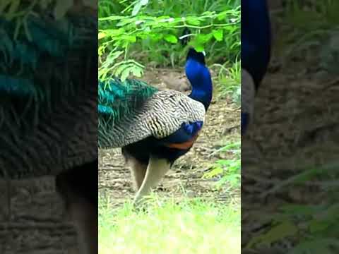 most beautiful peacock sound relaxing video mor peacock #short #आरामदायकसंगीत