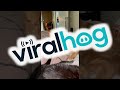 Cat Gets Slapped For Messing With Tail ViralHog