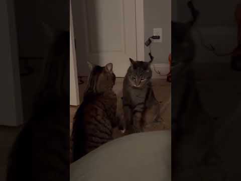 Replying to @Maddie what do you think they're working on? #catoftheday #cat #kitty @chipandlouiebros