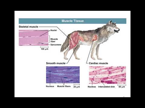 Chapter 40 Basic Principles of Animal Form and Function