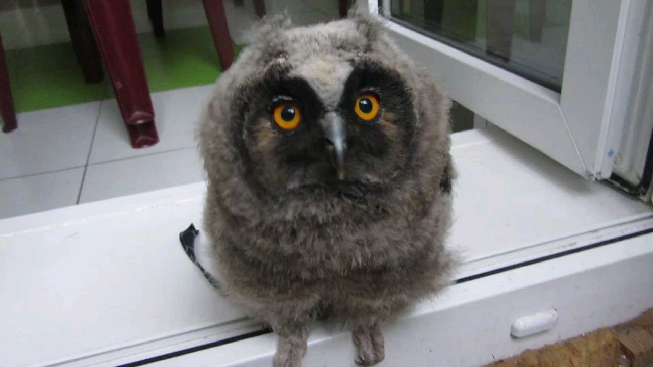 Крошка Кёрбёнок