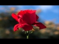 La Rosa de L'adeu  -  Joan Manuel Serrat  - Traducción (casi) Libre...