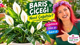 2. 🌸 BARIŞ ÇİÇEĞİ NASIL ÇOĞALTILIR? 🪴 Saksıya Dikimiyle Birlikte Anlattım!