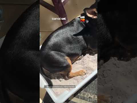 Pinscher é flagrado relaxando em caixa de areia da gata