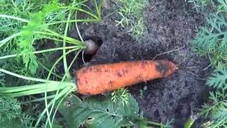 Как сделать морковь слаще апельсина видео