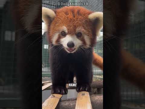 Red Panda l Nature's Most Adorable Creature