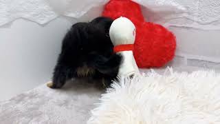 チワワ（ロング）の動画01