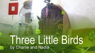 Bob Marley's "Three Little Birds" - Charlie Bird Parker the cockatiel sings!