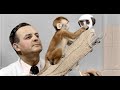 Harry Harlow's 'Cloth Mom gone Psycho, Evil Mothers' rhesus monkey experiment